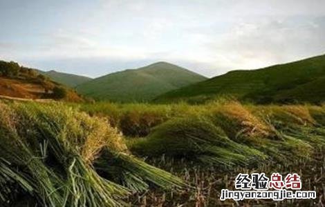 亚麻种植技术及用途 亚麻的种植方法