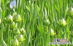 亚麻种植技术及用途 亚麻的种植方法