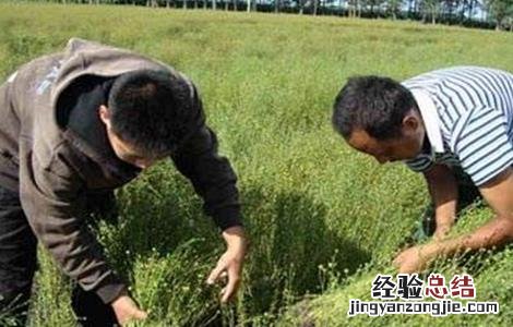 亚麻种植技术及用途 亚麻的种植方法