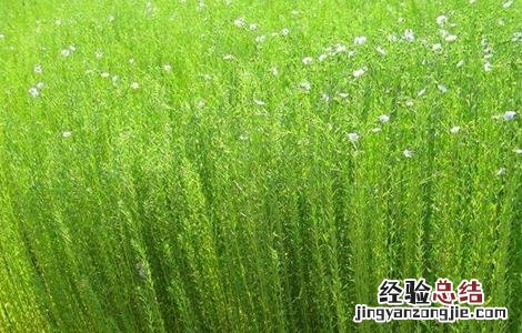 亚麻种植技术及用途 亚麻的种植方法