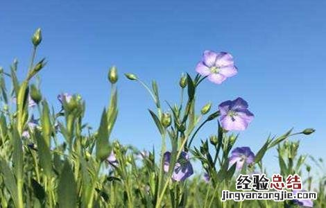 亚麻种植技术及用途 亚麻的种植方法
