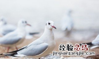 女人喝鸽子汤的好处 喝鸽子汤对卵巢功能好吗