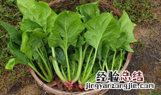 豆腐可以和菠菜一起吃吗 紫菜和豆腐可以一起煮汤吗