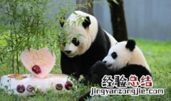 熊猫的英语单词怎么写 熊猫的英语单词写法
