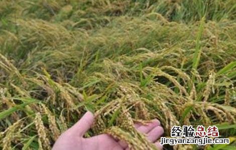 糯米的种植方法视频 糯米的种植方法