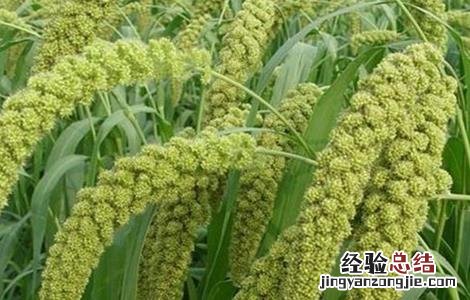 糯米的种植方法视频 糯米的种植方法
