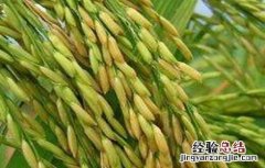 糯米的种植方法视频 糯米的种植方法