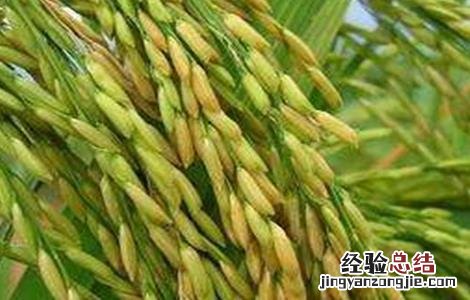 糯米的种植方法视频 糯米的种植方法
