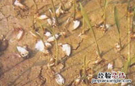 水稻种植烂秧怎么办 水稻种植烂秧怎么办视频