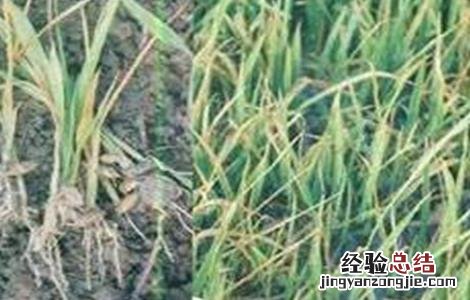 水稻种植烂秧怎么办 水稻种植烂秧怎么办视频