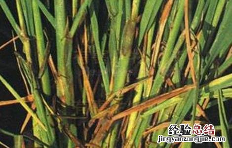 水稻种植烂秧怎么办 水稻种植烂秧怎么办视频