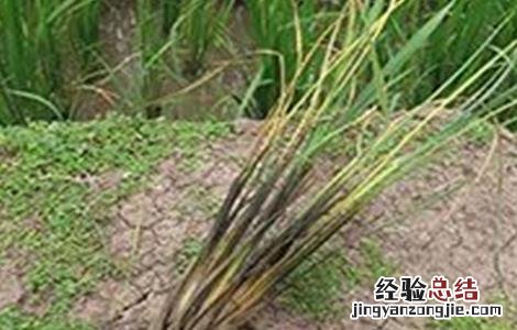 水稻种植烂秧怎么办 水稻种植烂秧怎么办视频