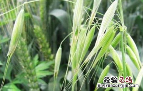 燕麦的种植方法与时间 燕麦的种植方法