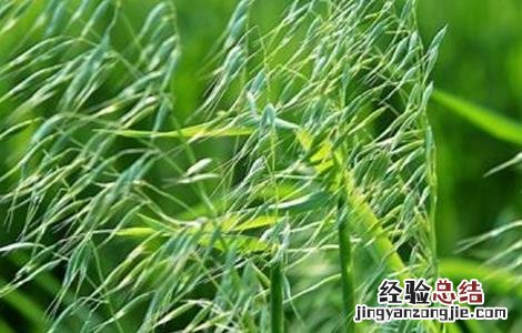 燕麦的种植方法与时间 燕麦的种植方法