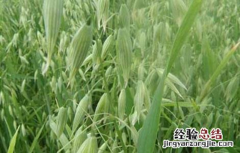 燕麦的种植方法与时间 燕麦的种植方法