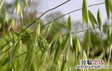燕麦的种植方法与时间 燕麦的种植方法