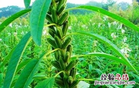 芝麻的种植方法视频 芝麻的种植方法