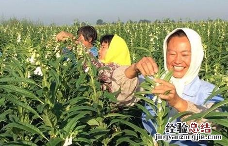 芝麻的种植方法视频 芝麻的种植方法