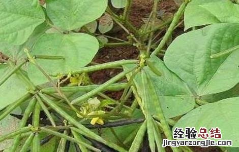 绿豆的常见病害及防治方法图片 绿豆的常见病害及防治方法