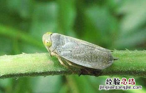 绿豆的常见病害及防治方法图片 绿豆的常见病害及防治方法