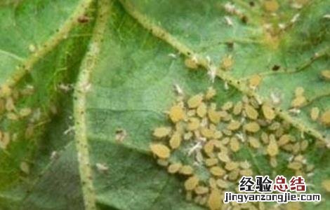 绿豆的常见病害及防治方法图片 绿豆的常见病害及防治方法
