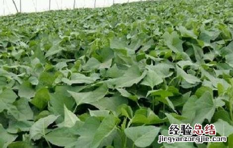红薯种植的方法与时间 红薯的种植方法及时间