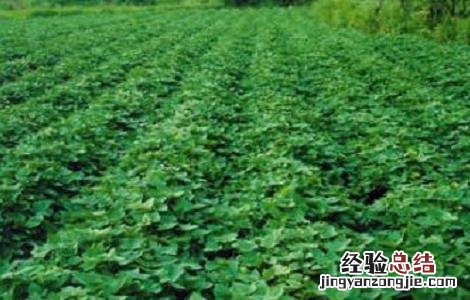红薯种植的方法与时间 红薯的种植方法及时间