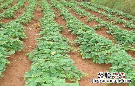红薯种植的方法与时间 红薯的种植方法及时间