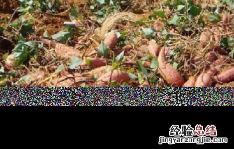 红薯种植的方法与时间 红薯的种植方法及时间