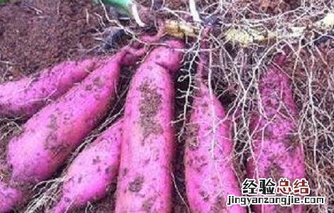 红薯种植的方法与时间 红薯的种植方法及时间