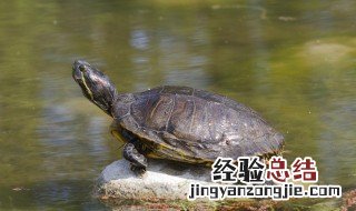 乌龟的英语怎么说 乌龟的英语是什么