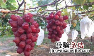 巨盛一号葡萄亩产多少 巨盛一号葡萄产量高吗