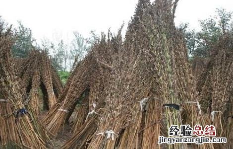 如何提高芝麻的产量呢 如何提高芝麻的产量