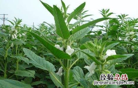 如何提高芝麻的产量呢 如何提高芝麻的产量