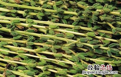 如何提高芝麻的产量呢 如何提高芝麻的产量