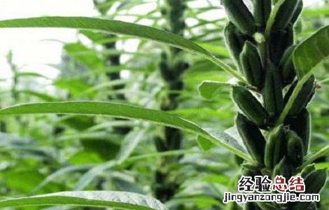 如何提高芝麻的产量呢 如何提高芝麻的产量