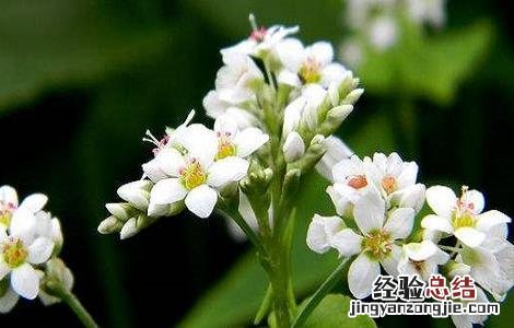 荞麦种植的时间与注意事项 荞麦种植的时间与注意事项图片