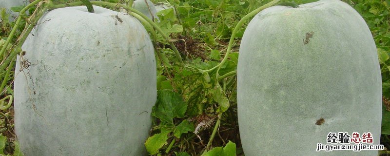 冬瓜南瓜丝瓜属于植物吗 冬瓜南瓜丝瓜是植物吗