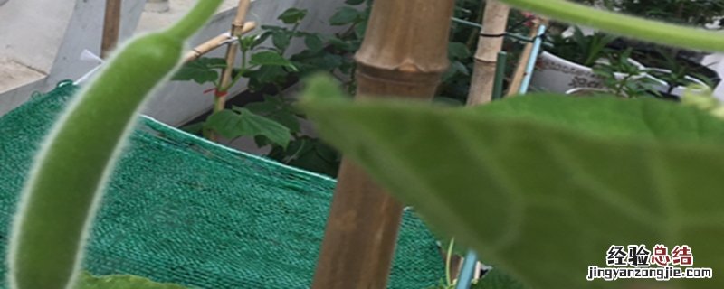 瓠瓜的种植方法 瓠瓜种子怎么催芽