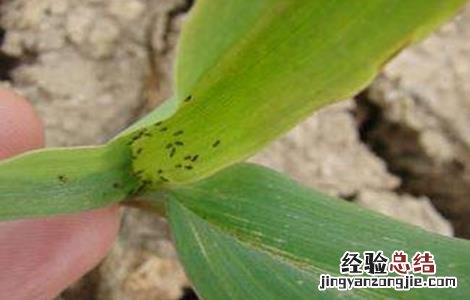 玉米常见病虫害及防治方法 玉米的常见病虫害与防治