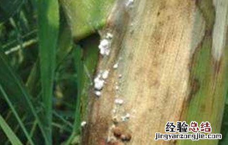 玉米常见病虫害及防治方法 玉米的常见病虫害与防治