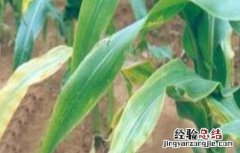 玉米常见病虫害及防治方法 玉米的常见病虫害与防治