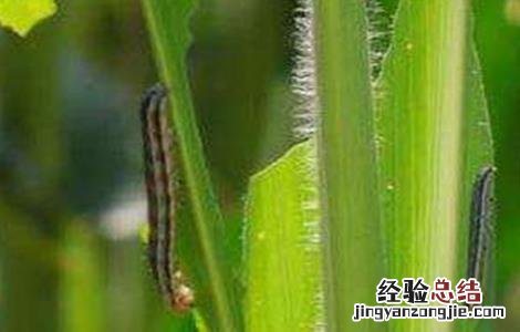 玉米常见病虫害及防治方法 玉米的常见病虫害与防治