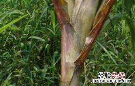 玉米常见病虫害及防治方法 玉米的常见病虫害与防治