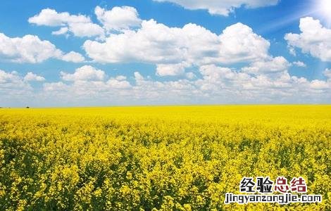 油菜的种植时间与方法图片 油菜的种植时间与方法