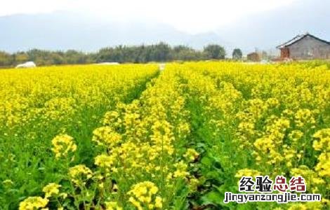 油菜的种植时间与方法图片 油菜的种植时间与方法