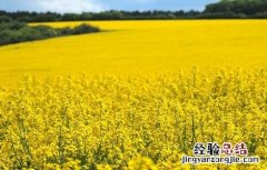 油菜的种植时间与方法图片 油菜的种植时间与方法
