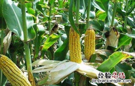 玉米主要病害的防治方法 玉米主要病害的防治方法有