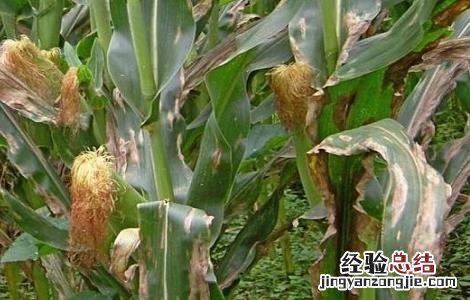 玉米主要病害的防治方法 玉米主要病害的防治方法有