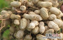 花生地膜覆盖栽培技术 花生地膜覆盖栽培技术